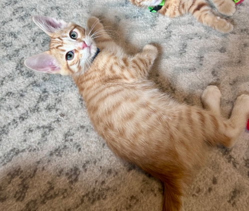 BENNIE - Domestic Short Hair available for adoption