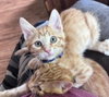 Bennie - Photo 3