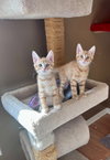 Bennie - Photo 4