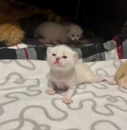 BILLIE JEAN - Domestic Short Hair available for adoption