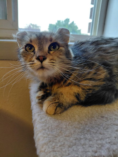 Dolly, an adoptable Domestic Short Hair in Salt Lake City, UT