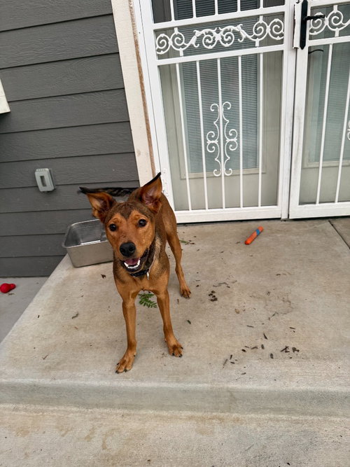 KEIRA - Australian Kelpie available for adoption