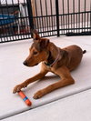 Keira - Photo 4
