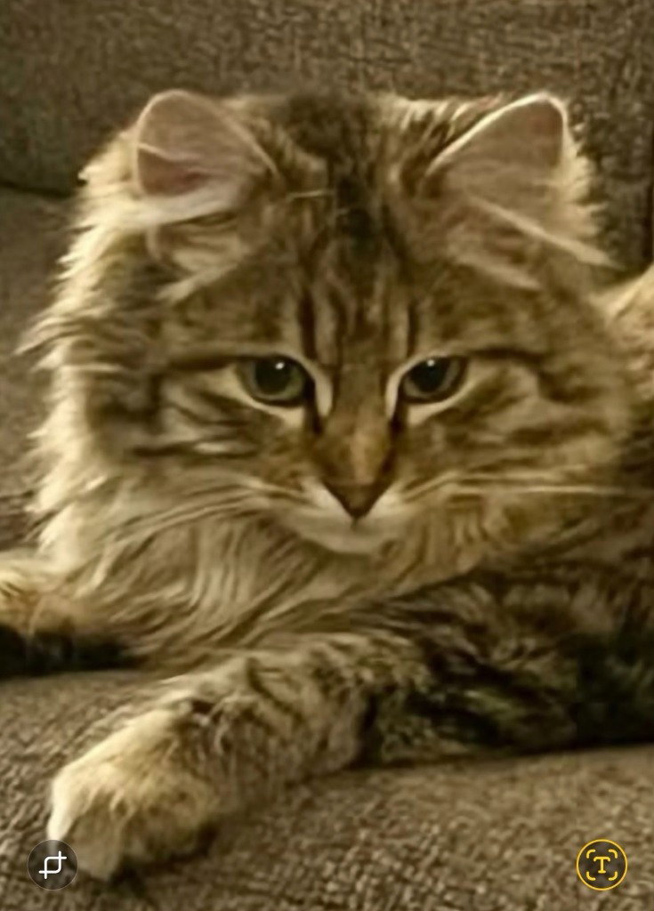 Missy Image