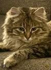 Missy - Photo 1
