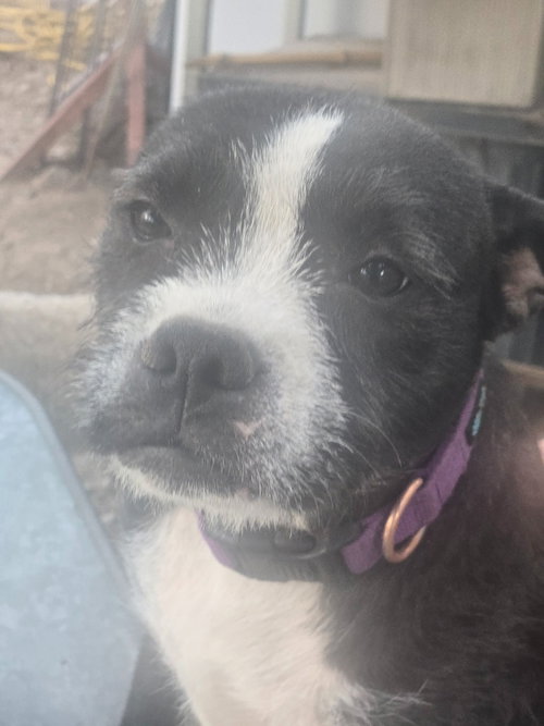 VIVI - Boston Terrier available for adoption