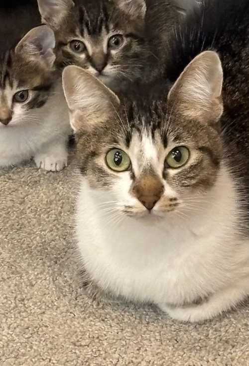 Alice, an adoptable Domestic Short Hair in Salt Lake City, UT