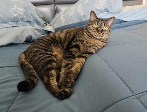 Cosette, an adoptable Domestic Short Hair in Salt Lake City, UT