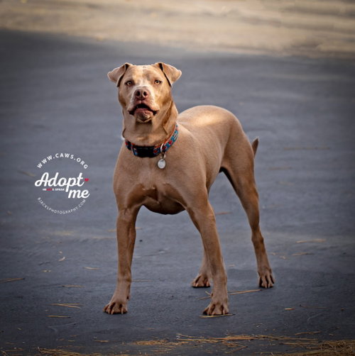 Trooper, an adoptable Pit Bull Terrier in Salt Lake City, UT