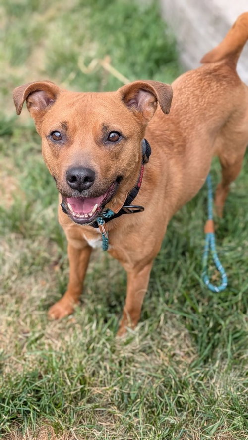 Izzy, an adoptable Staffordshire Bull Terrier in Salt Lake City, UT