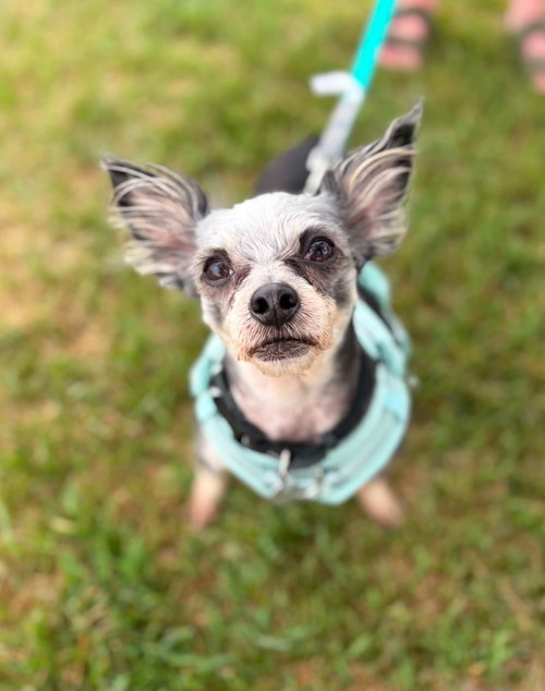 Pixie Stix, an adoptable Chihuahua in Salt Lake City, UT