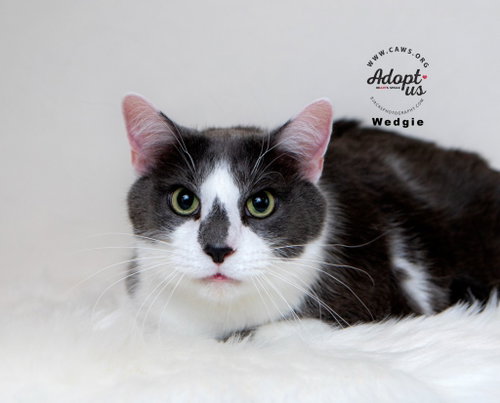 Wedgie, an adoptable Domestic Short Hair in Salt Lake City, UT
