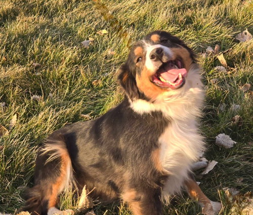 Luna, an adoptable Australian Shepherd in Salt Lake City, UT