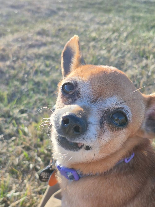 Enchilada