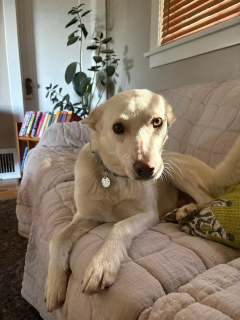 Koda