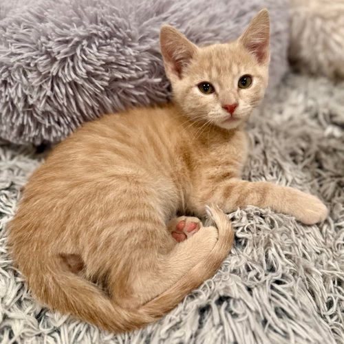 Apollo, Baby Domestic Short Hair / Mixed, cat for adoption in South Jordan, Utah