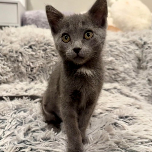 Athena, Baby Domestic Short Hair / Mixed, cat for adoption in South Jordan, Utah
