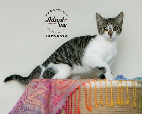 Garbanzo, an adoptable Domestic Short Hair in Salt Lake City, UT