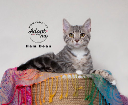 Ham Bean, an adoptable Domestic Short Hair in Salt Lake City, UT