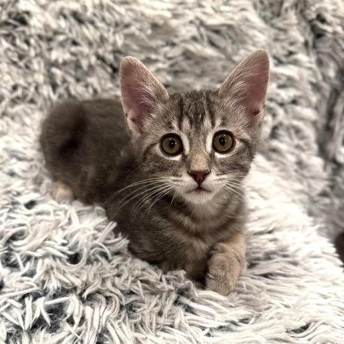 Perseus