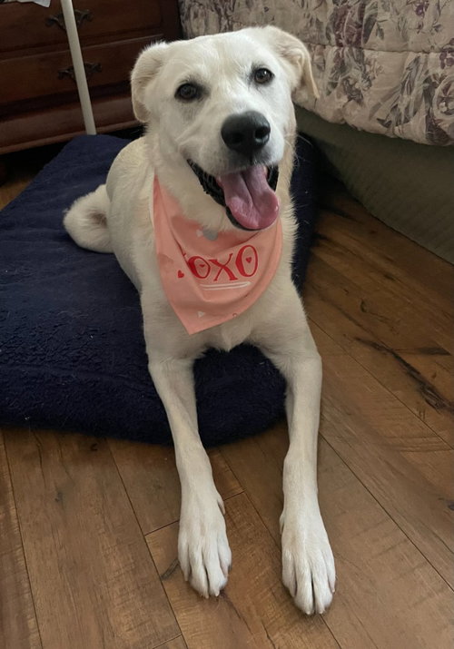 Emma, an adoptable Great Pyrenees in Salt Lake City, UT