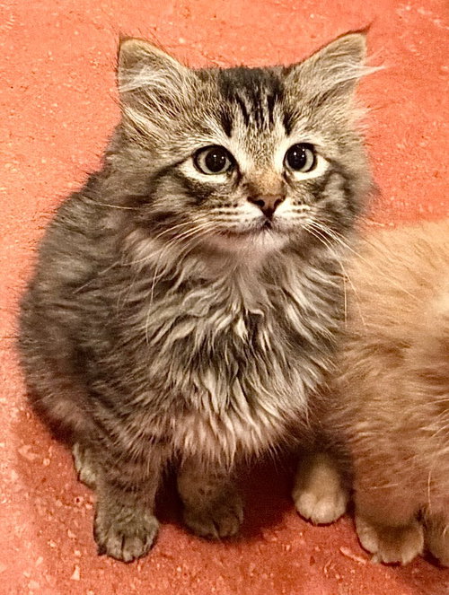 Matcha, Baby Domestic Long Hair / Mixed, cat for adoption in Provo, Utah