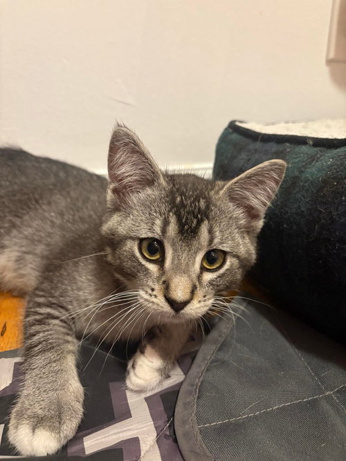 Angus, Baby Domestic Short Hair / Mixed, cat for adoption in Provo, Utah