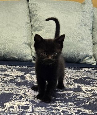 Mimi