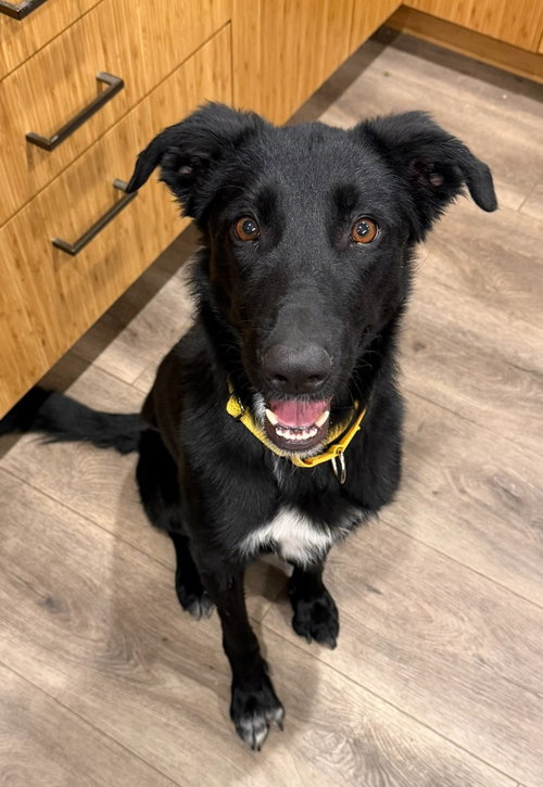 Jane, an adoptable Black Labrador Retriever in Salt Lake City, UT