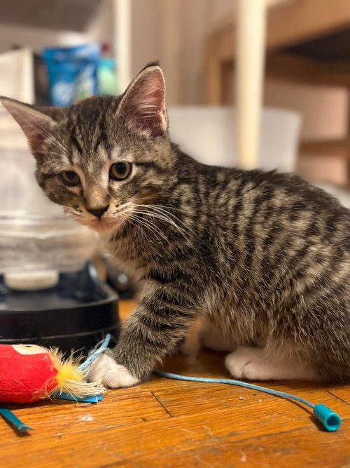 Fergus