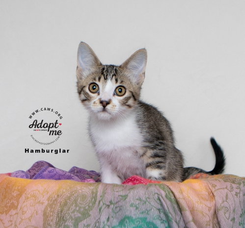 Hamburglar, an adoptable Domestic Short Hair in Salt Lake City, UT