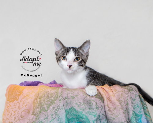 McNugget, an adoptable Domestic Short Hair in Salt Lake City, UT