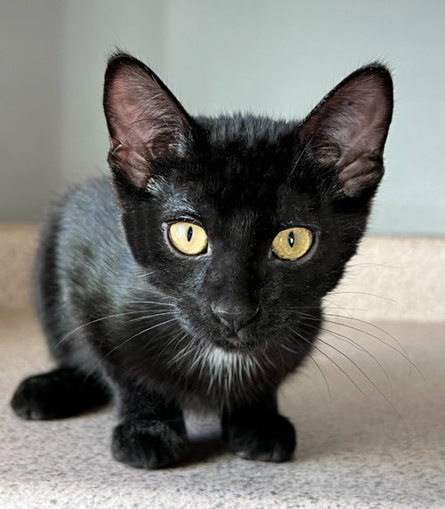 Bean, a cat for adoption from Community Animal Welfare Society