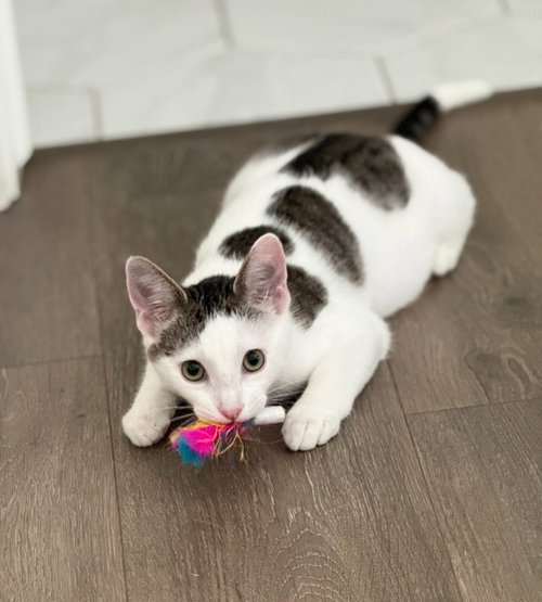 Karl, a cat for adoption from Community Animal Welfare Society
