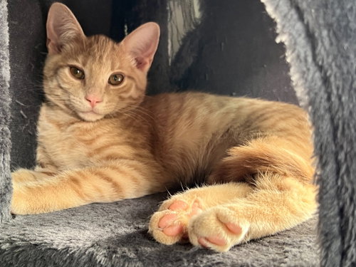 Bisque, Baby Domestic Medium Hair / Mixed, cat for adoption in South Jordan, Utah