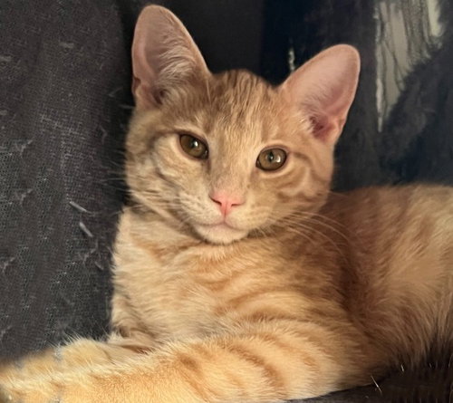 Bisque, a cat for adoption from Community Animal Welfare Society