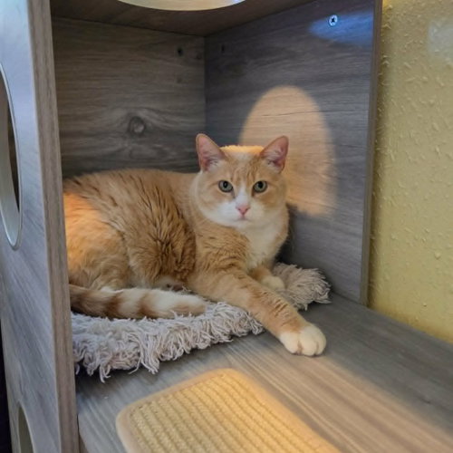 Rosie, Adult Domestic Medium Hair / Mixed, cat for adoption in South Jordan, Utah