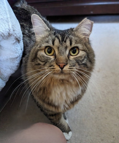 Isabella, Young Domestic Medium Hair / Mixed, cat for adoption in Provo, Utah