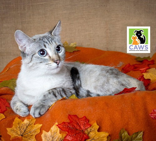 Betsy Ann, an adoptable Domestic Short Hair in Salt Lake City, UT