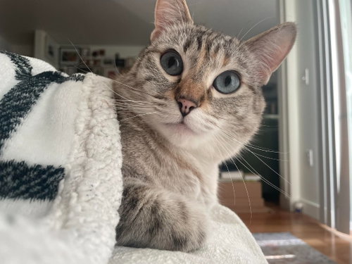 Betsy Ann, a cat for adoption from Community Animal Welfare Society