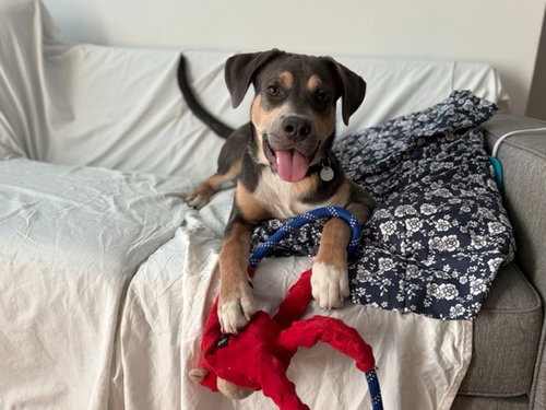 Axel, an adoptable Labrador Retriever in Salt Lake City, UT