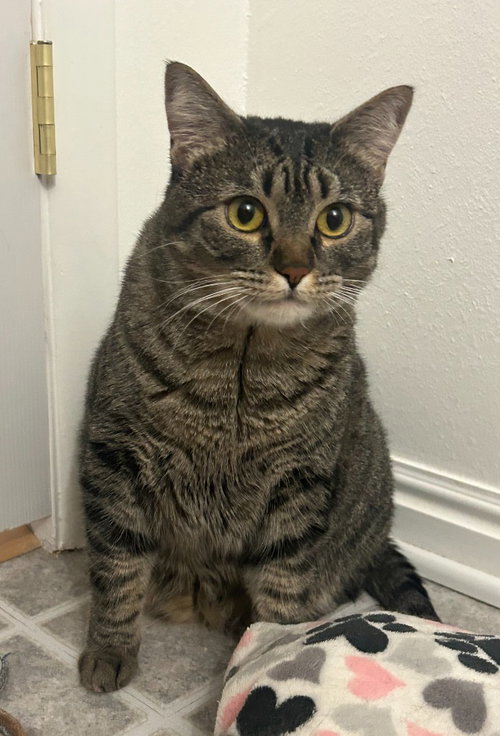 Victoria, an adoptable Domestic Short Hair in Salt Lake City, UT