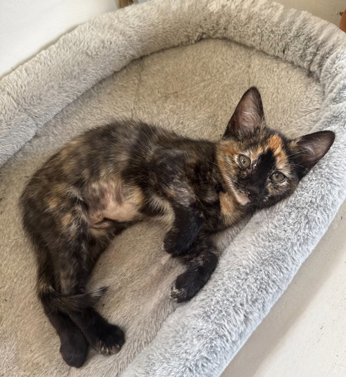 Kiki, an adoptable Domestic Short Hair in Salt Lake City, UT