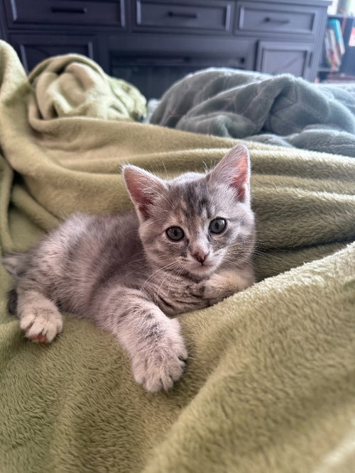 Lily