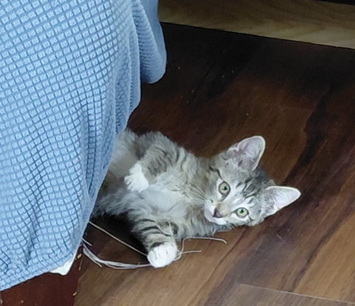 Trixie photo 2