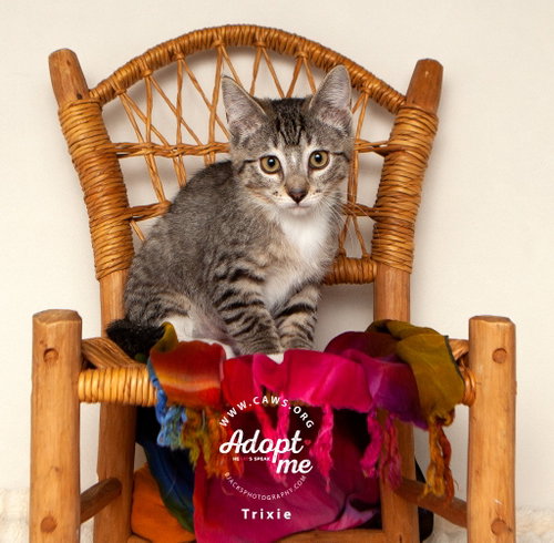 Trixie, a cat for adoption from Community Animal Welfare Society