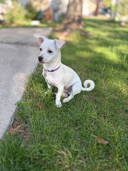 Milo, an adoptable Chihuahua in Salt Lake City, UT