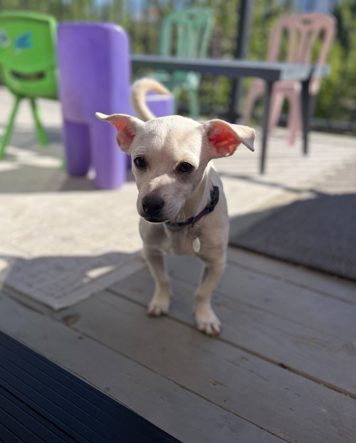 Milo photo 2