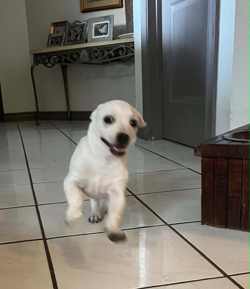 Milo photo 3