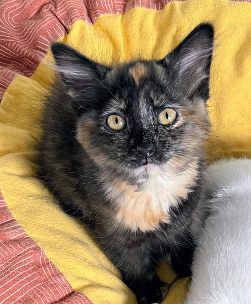 Bindi